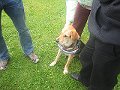 Toby kept everybody safe